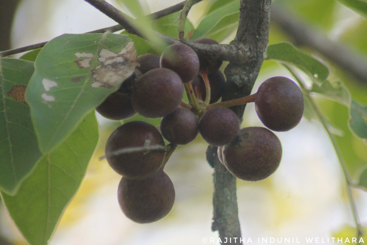 Miliusa tomentosa (Roxb.) Finet & Gagnep.